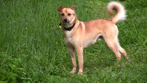 Dog Stock Footage 83844713