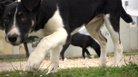 Dog Stock Footage 85425126