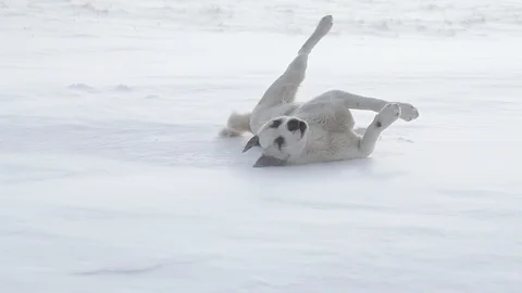 Dog Video stock 86043509
