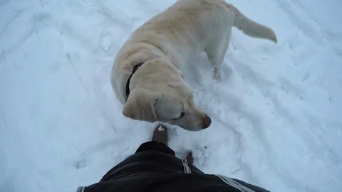 Dog Stock Footage 86476399