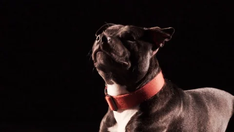 Dog Stock Footage 89627133