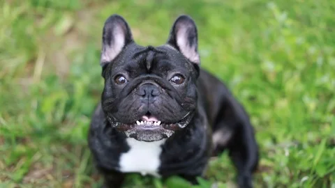 Dog Stock Footage 91985295