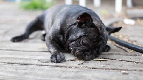 Dog Stock Footage 91985297