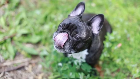 Dog Stock Footage 91985300