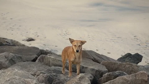 Dog Video stock 97844985