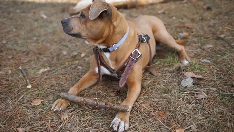 Dog Stock Footage 106469779