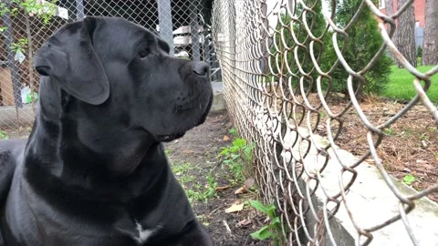 Dog Stock Footage 107734144