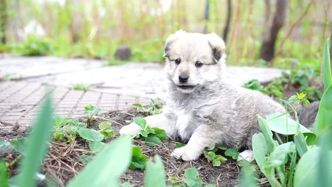 The dog Video stock 108059065