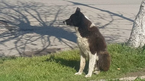 Dog Stock Footage 108082985