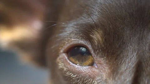 Dog Stock Footage 108802334