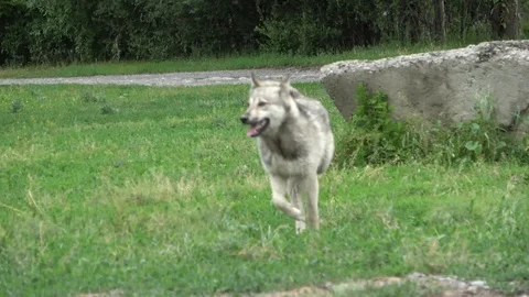 Dog Stock Footage 110750501