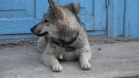 Dog Stock Footage 110750525