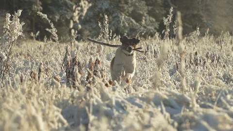 Dog Stock Footage 121410756