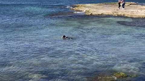 The dog Stock Footage 123298505