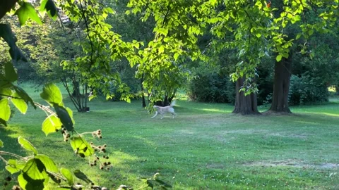 Dog Stock Footage 136604791