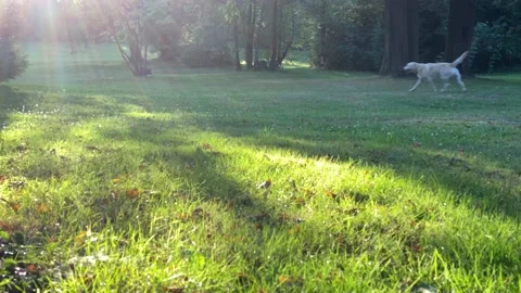 Dog Stock Footage 136605420