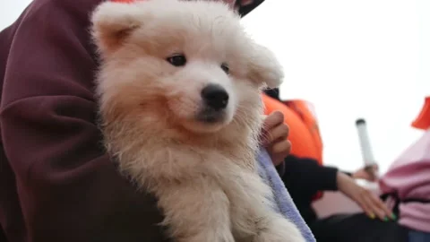 Dog Video stock 138340172