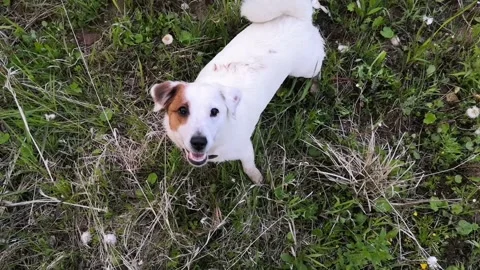 Dog Stock Footage 141306348