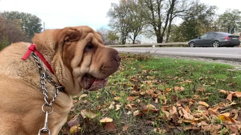 Dog Video stock 141904671