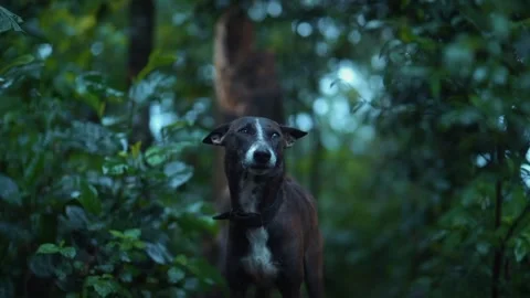 Dog Stock Footage 149429226