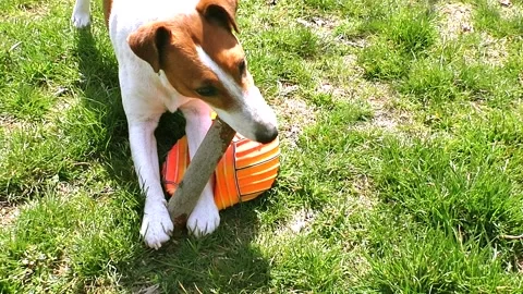 Dog Stock Footage 151554355