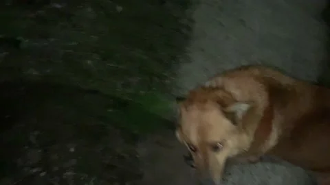 The dog Stock Footage 154295762