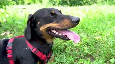 Dog Stock Footage 154374083