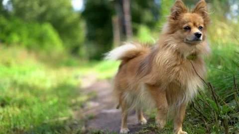 Dog Stock Footage 158954587