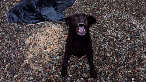 Dog Stock Footage 159863990