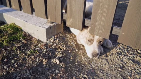 Dog Stock Footage 181047206