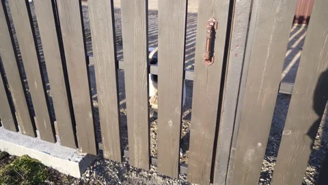 Dog Stock Footage 184967724