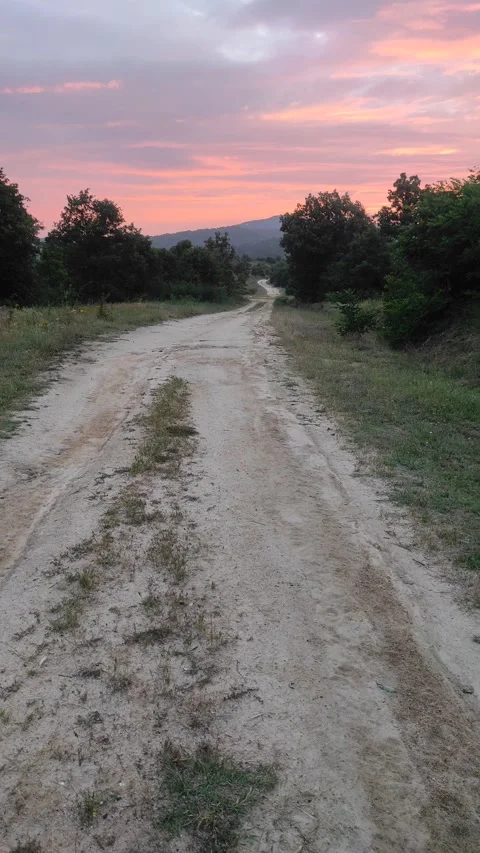 Dog Stock Footage 198557698