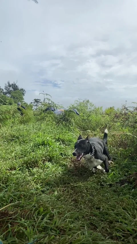 Dog Stock Footage 222095949