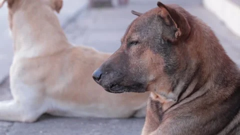 Dog Stock Footage 224431772
