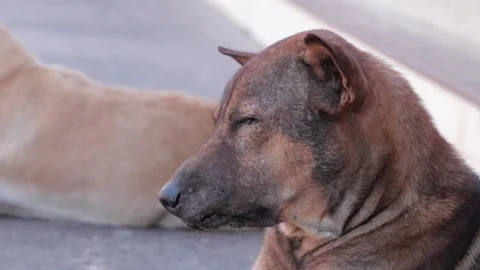 Dog Stock Footage 224431788