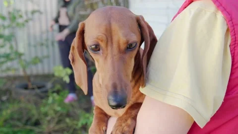 Dog Stock Footage 228733443