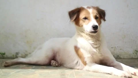 Dog 動画素材 230631945