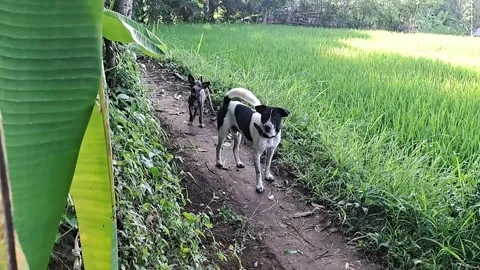 Dog 스톡 동영상 231169527