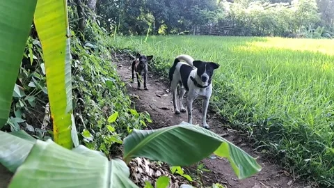 Dog 스톡 동영상 231169575