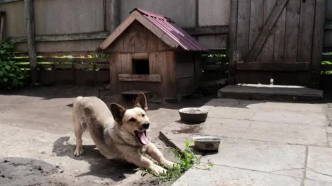 Dog Stock Footage 246498806