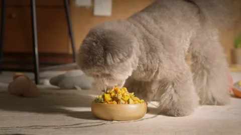 Dog 動画素材 248862537