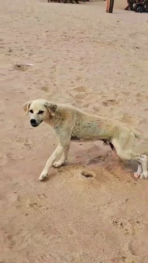 Dog Stock Footage 274915114