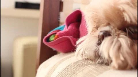 Dog Stock Footage 320562876