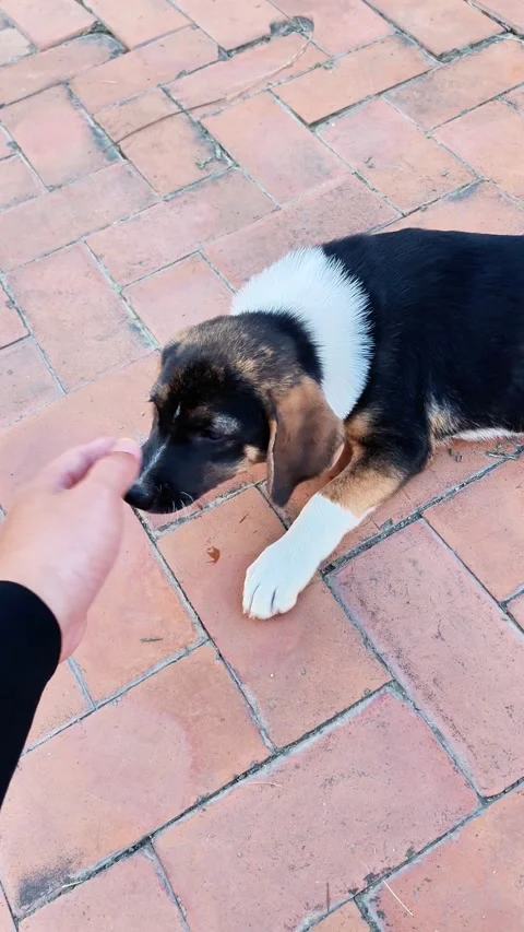 Dog Stock Footage 325762000