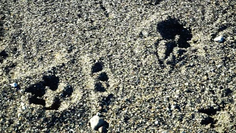 Dog footprints on a beach enhanced by the shadow  Stock Footage 113523501
