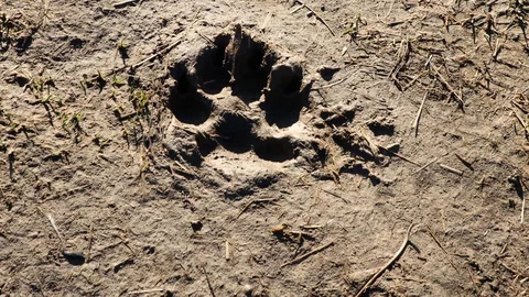 Dog footprints on the ground Stock Footage 128635497