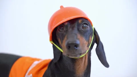 Dog foreman in orange builder uniform, helmet, vest strictly barks control Stock Footage 276023336