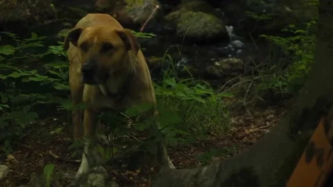 Dog in forest 4k shot Stock-Footage 208838761