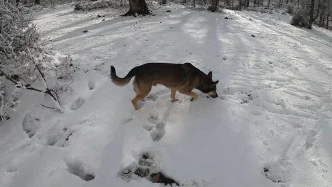 A dog in a forest after a snowfall Stock Footage 196643203