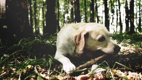 Dog in the forest chewing the stick Stock Footage 115509601